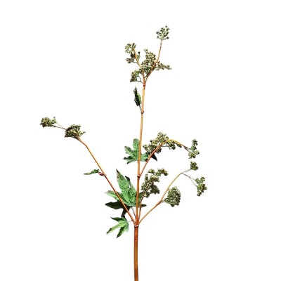 Viburnun verde fern x 120cm