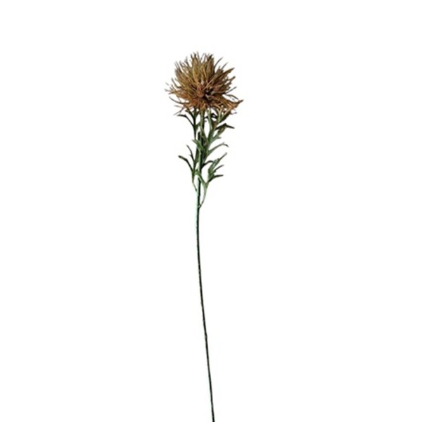 Protea africana x 1 amarilla verdosa