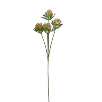 Cardo verde x 4 t x 60cm