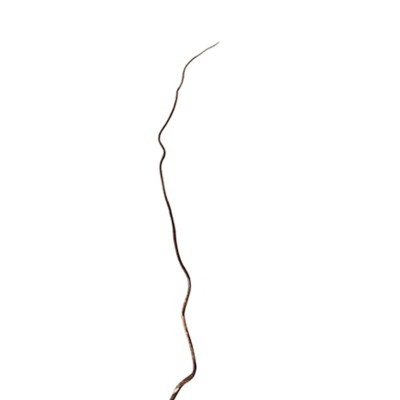 Vara salix  65cm sauce tortuoso marrón