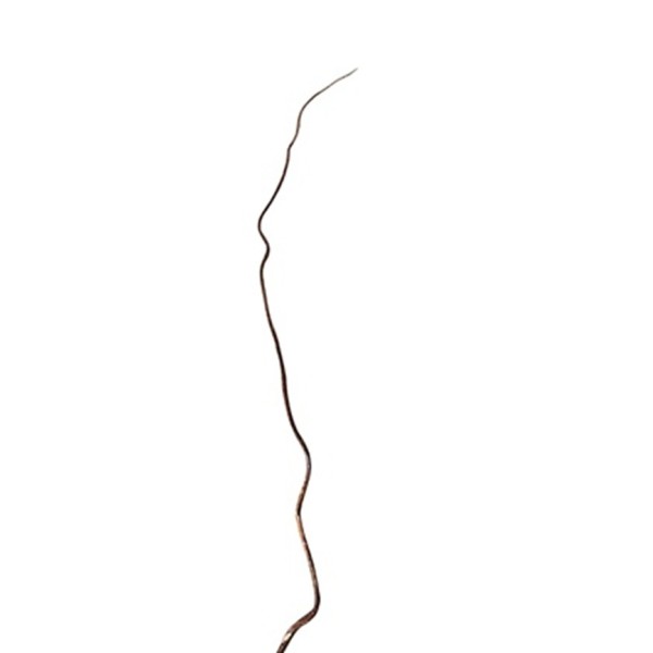 Vara salix  65cm sauce tortuoso marrón