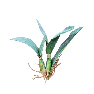 Hoja orquídea calathea c/raíz marrón Alt 35cm