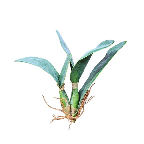 Hoja orquídea calathea c/raíz marrón Alt.35cm