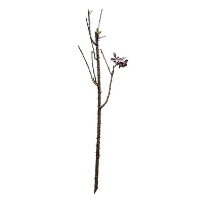 Vara rosal 100cm c/espinas y brote hojas