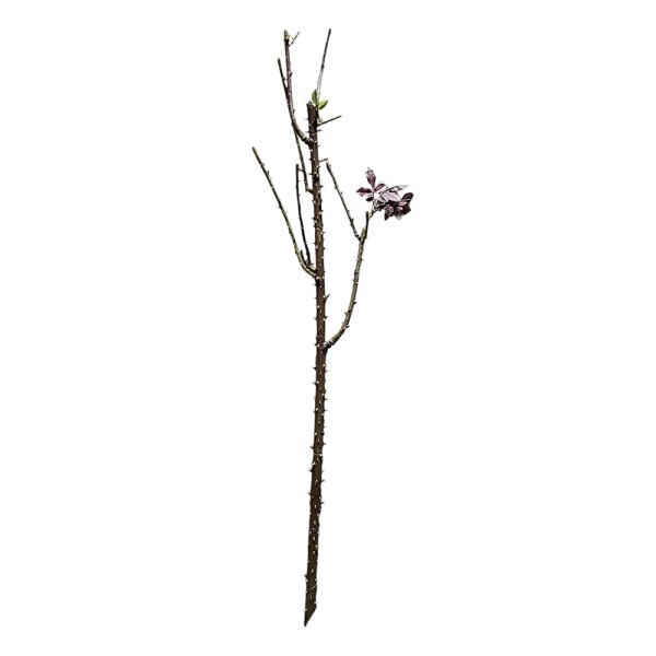 Vara rosal 100cm c/espinas y brote hojas