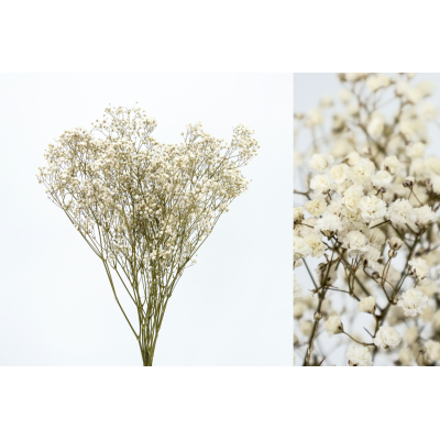 Gypsophila perfecta preservada 60cm 100gr natural