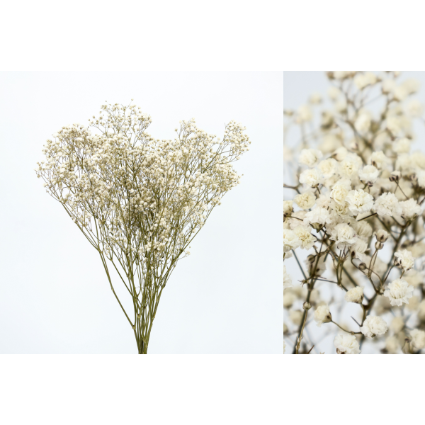 Gypsophila perfecta preservada 60cm 100gr natural
