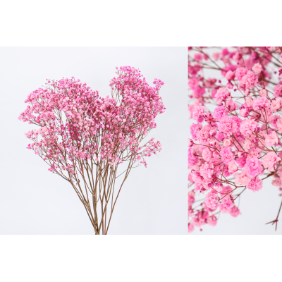 Gypsophila perfecta preservada 60cm 100gr rosa