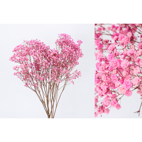 Gypsophila perfecta preservada 60cm 100gr rosa