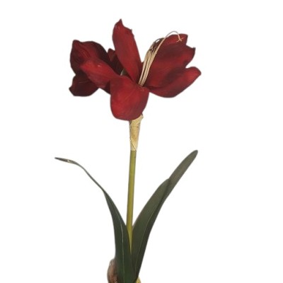Amarilis c/bulbo rojo
