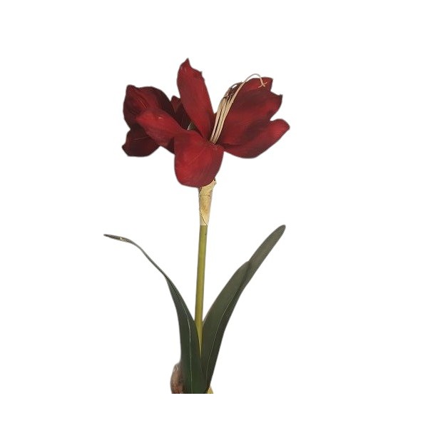 Amarilis c/bulbo rojo