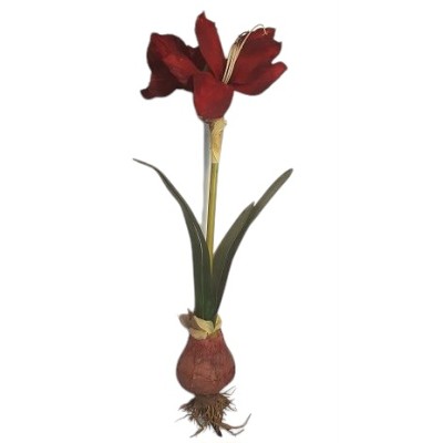Amarilis c/bulbo rojo