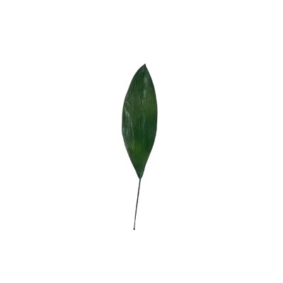 Hoja aspidistra