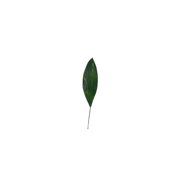 Hoja aspidistra