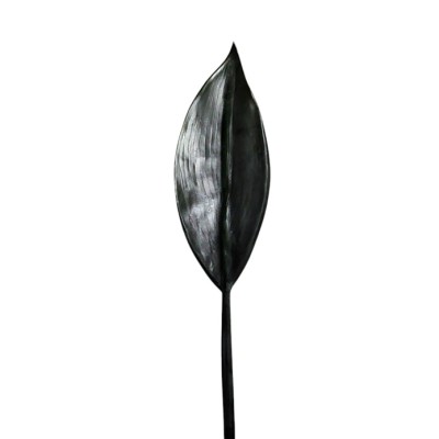 Hoja aspidistra 50cm