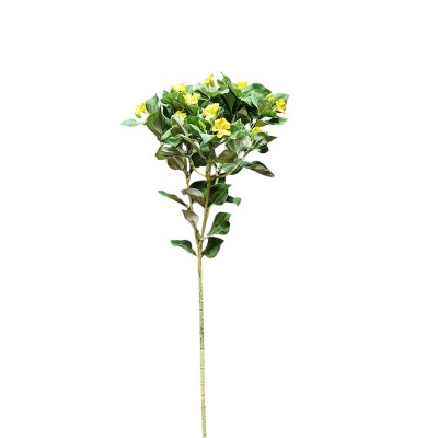 Vinca exacum amarilla