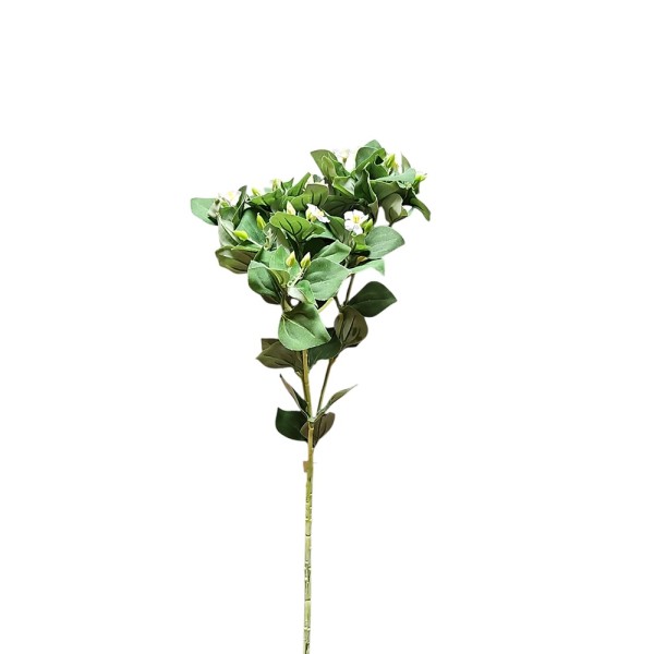 Vinca exacum blanca