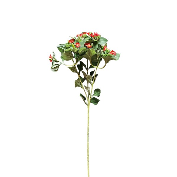 Vinca exacum rojo