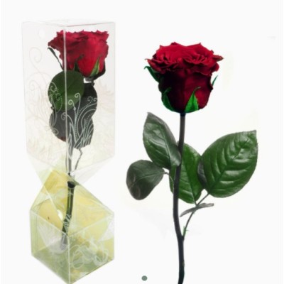 Rosa preservada c/tallo capullo d  4-4 5cm x 30cm envasada burdeos