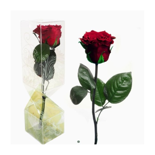 Rosa preservada c/tallo capullo d. 4-4,5cm x 30cm envasada burdeos