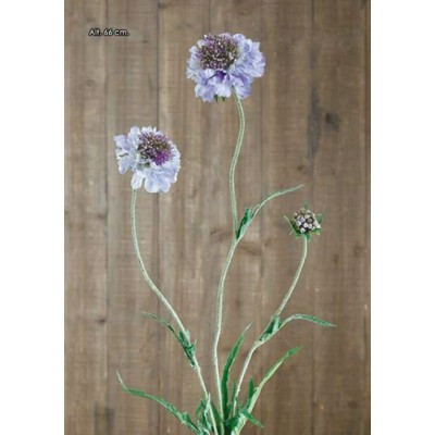 Escabiosa x 3 66cm lavanda