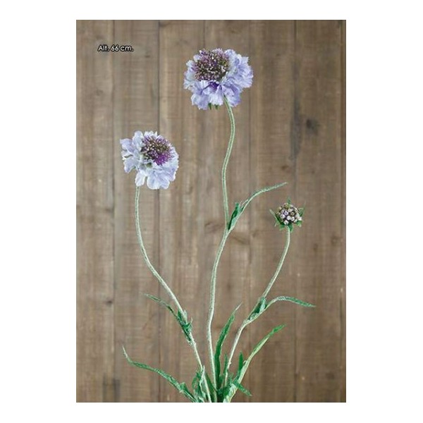 Escabiosa x 3 66cm lavanda
