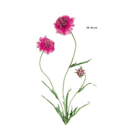 Escabiosa x 3 66cm cereza
