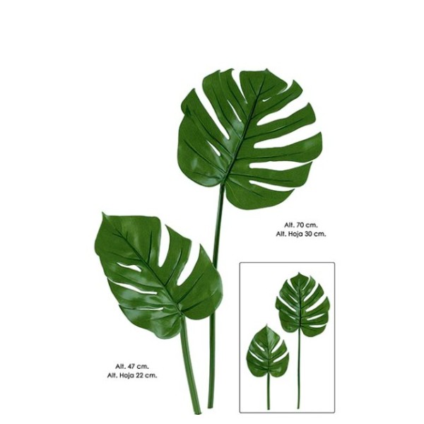 Hoja costilla adán 70cm