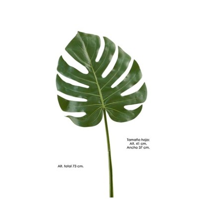 Hoja costilla adán 73cm