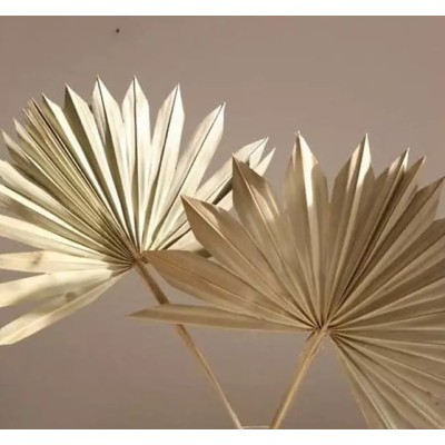 Palm sum seca 6pcs 60cm d 15-25cm dorada