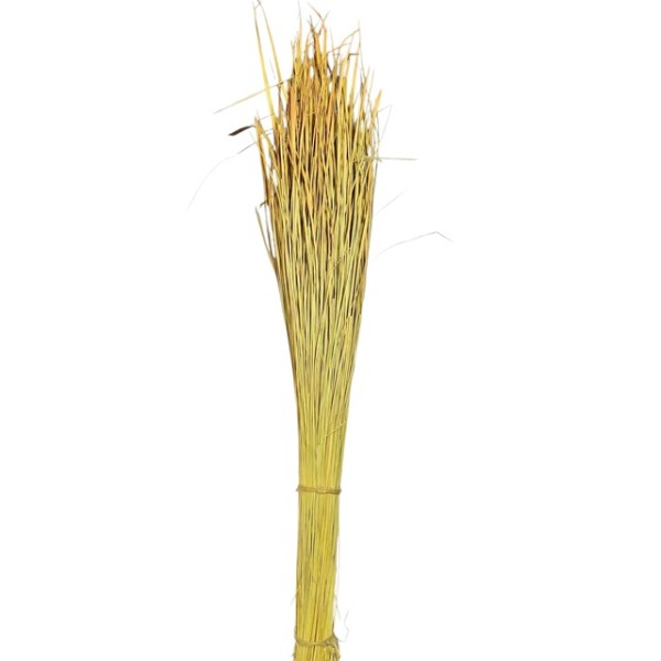 Panax (hierba oso) 120cm