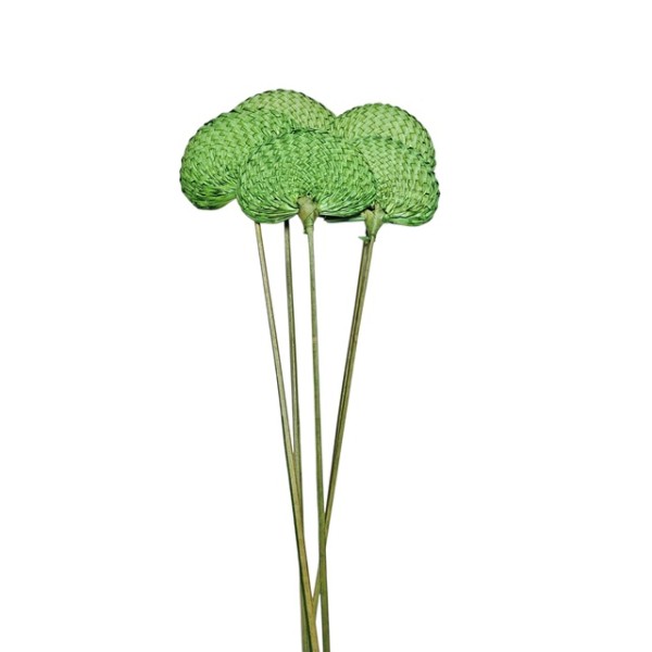 Pay pay 70cm 5pzs verde