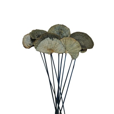 Mush sponge 10 pcs 40cm d 6-8cm azul