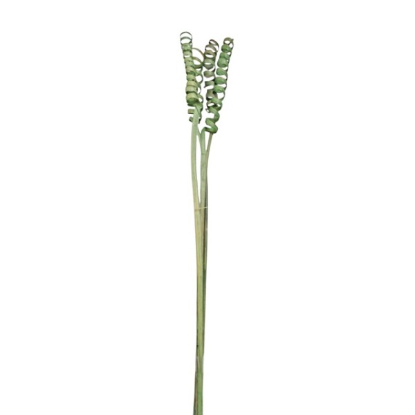 Cane spring 60cm 4pzas verde