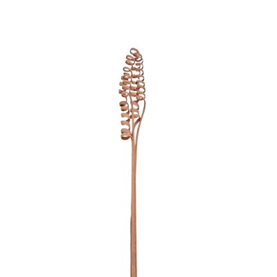 Cane spring 60cm 4pzas marrón