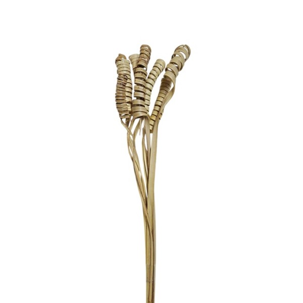 Cane spring 50cm 8pzas natural
