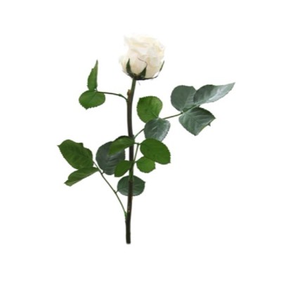 Rosa preservada c/tallo capullo d  3 5-4 5cm x 27cm envasada champagne