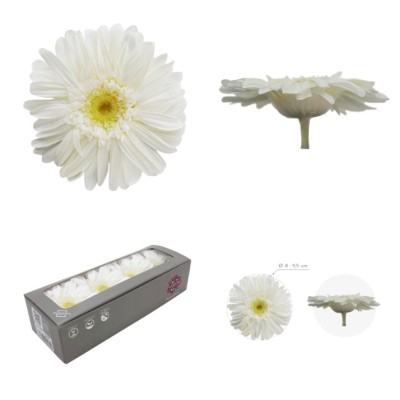 Caja 4 gerbera preservada Ø 8-9 5 cm / h23-25 cm aprox  blanca