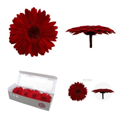 Caja 4 gerbera preservada Ø 8-9 5 cm / h23-25 cm aprox  roja