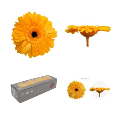 Caja 4 gerbera preservada Ø 8-9 5 cm / h23-25 cm aprox  amarilla