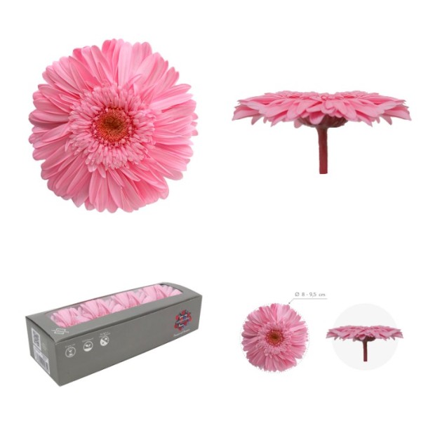 Caja  4 gerbera preservada Ø 8-9,5 cm / h23-25 cm aprox. rosa