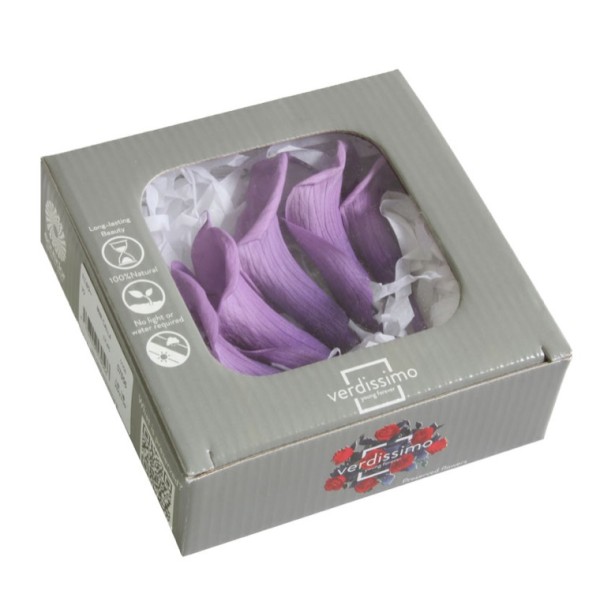 Caja  5 calas preservada cabeza d. 3-4cm a.8-10cm lila