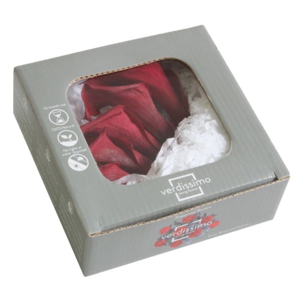 Caja  5 calas preservada cabeza d. 3-4cm a.8-10cm blackberry