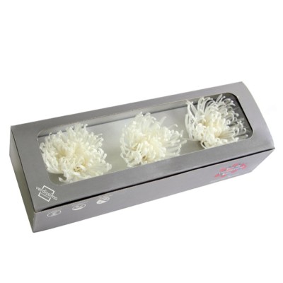 Caja  3 crisantemos anastasia preservados 5-8cm blanco
