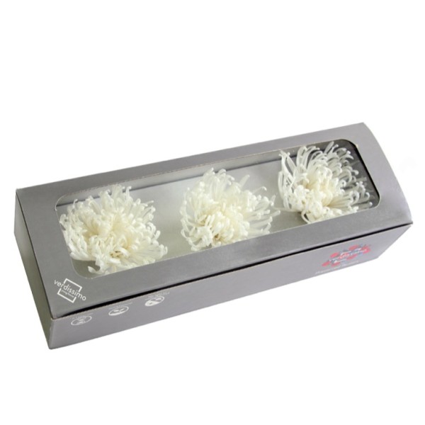 Caja  3 crisantemos anastasia preservados 5-8cm blanco