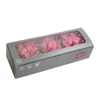 Caja  3 crisantemos anastasia preservados 5-8cm rosa pastel