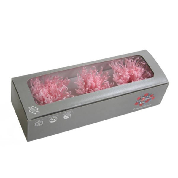 Caja  3 crisantemos anastasia preservados 5-8cm rosa pastel