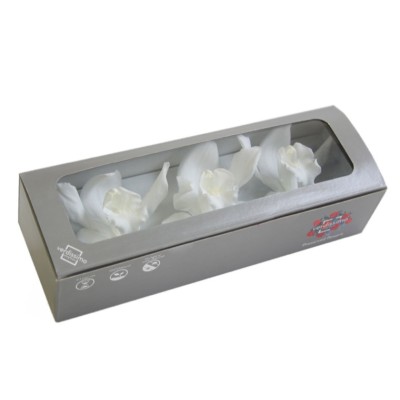 Caja  3 Cymbidium preservados 7-9cm blanco