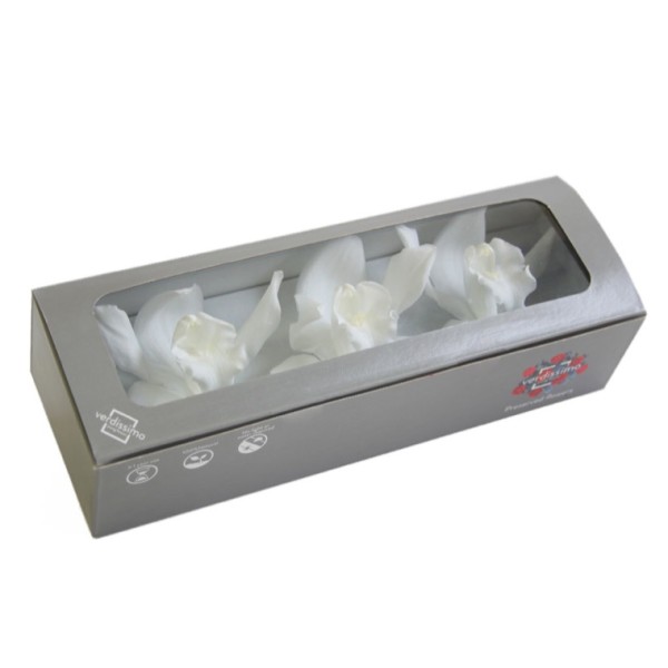 Caja  3 Cymbidium preservados 7-9cm blanco