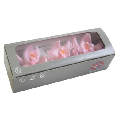 Caja  3 Cymbidium preservados 7-9cm rosa
